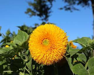 Gefuellte Sonnenblume